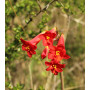 Añañuca de fuego (Phycella cyrtanthoides), floración