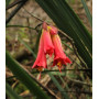 Añañuca de fuego (Phycella cyrtanthoides), floración