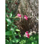 Salsilla (Bomarea salsilla), hábitio de crecimiento