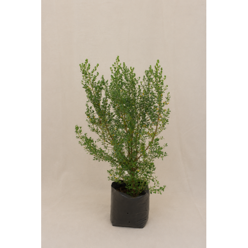 Vautro (Baccharis concava)