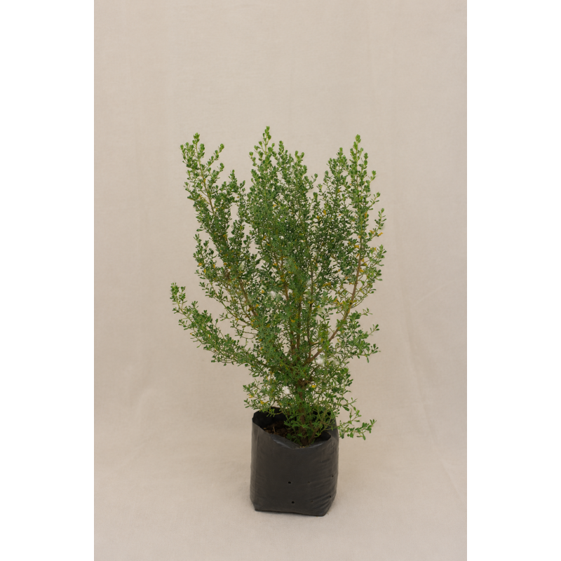 Vautro (Baccharis concava)