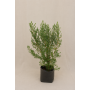 Vautro (Baccharis concava)