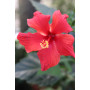 Hibisco