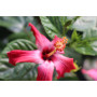 Hibisco