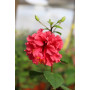 Hibisco