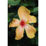 Hibisco