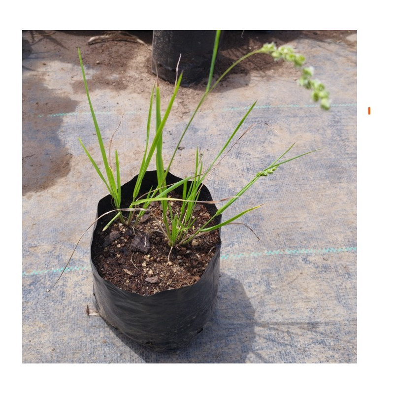 Briza (Chascolytrum sp.), formato de venta