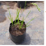 Briza (Chascolytrum sp.), formato de venta
