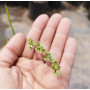 Briza (Chascolytrum sp.), floración
