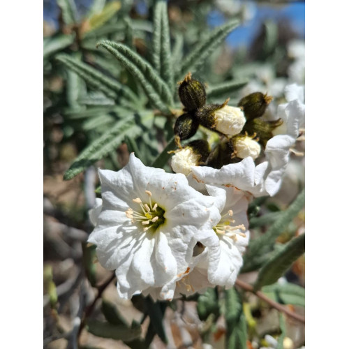 Carbonillo (Cordia decandra)