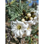 Carbonillo (Cordia decandra)