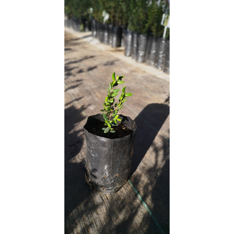 Lucumillo (Myrcianthes coquimbensis)
