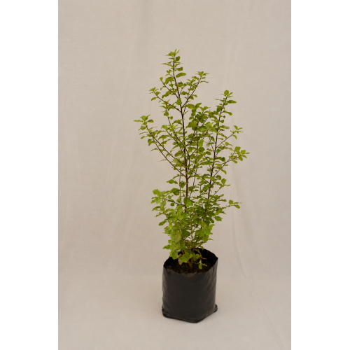 Pittosporum Nigricans