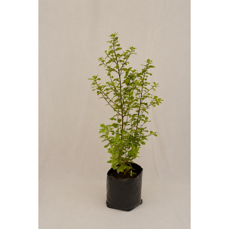 Pittosporum Nigricans