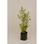 Pittosporum Nigricans
