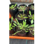 Don diego de la noche (Oenothera acaulis)