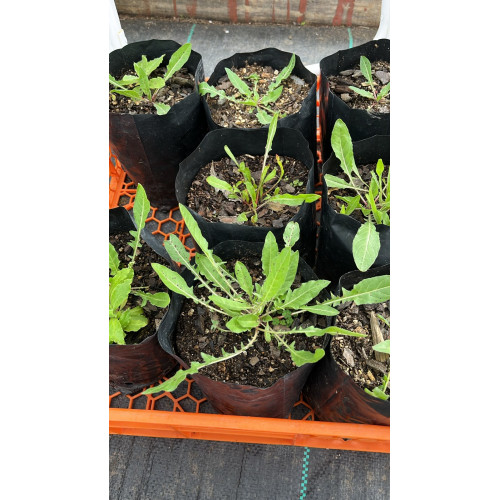 Don diego de la noche (Oenothera acaulis)