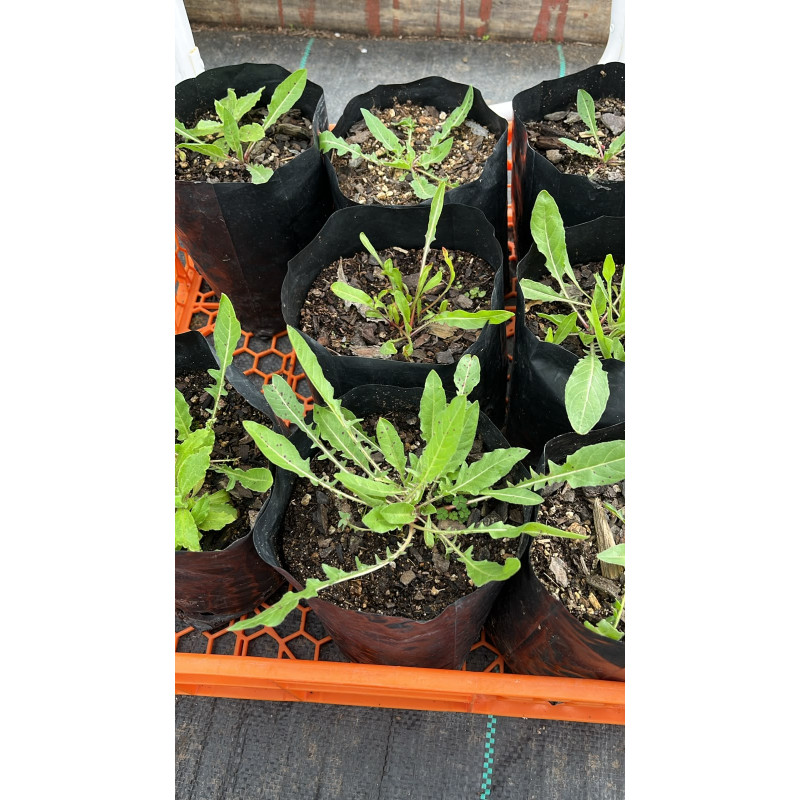 Don diego de la noche (Oenothera acaulis)