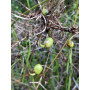 Gilliesia graminea, fruto