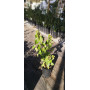 Maqui (Aristotelia chilensis) - Formato de venta