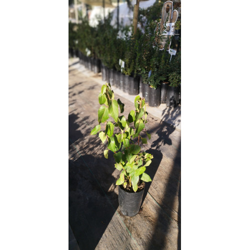 Maqui (Aristotelia chilensis) - Formato de venta
