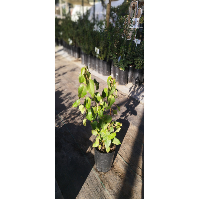 Maqui (Aristotelia chilensis) - Formato de venta