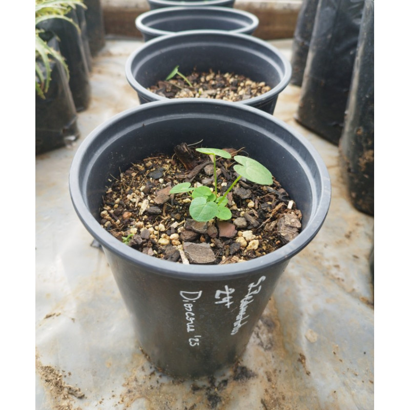 Dioscorea sp. - formato de venta