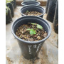 Dioscorea sp. - formato de venta