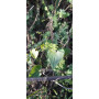 Dioscorea sp. - hábito de crecimiento y hoja
