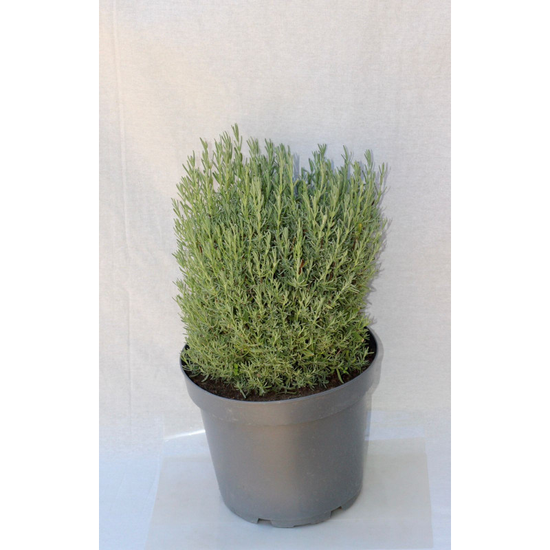 Lavanda Stoechas