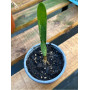 Clivia Amarilla Adulta ( SOLO FOLLAJE )