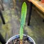 Clivia Amarilla