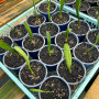 Clivia Amarilla