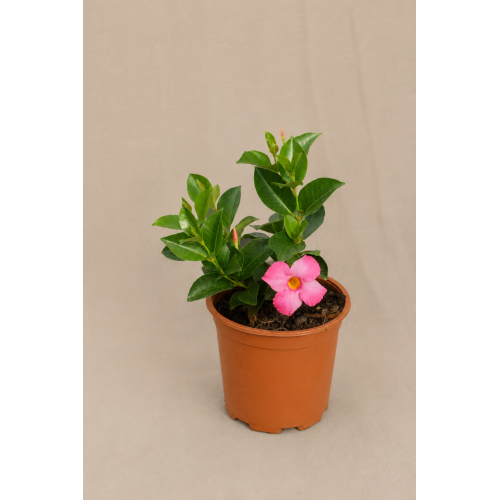 Dipladenia