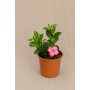 Dipladenia