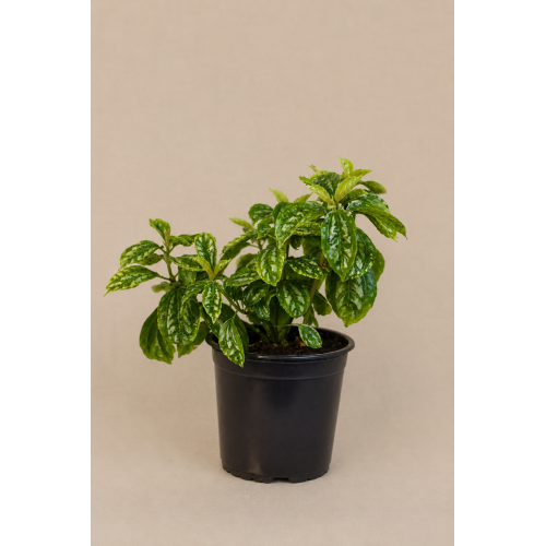 Pilea carderei