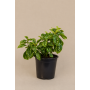 Pilea carderei