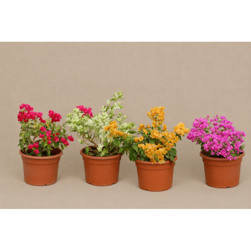 Bougainvillea
