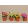Bougainvillea