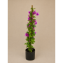 Bougainvillea tutor