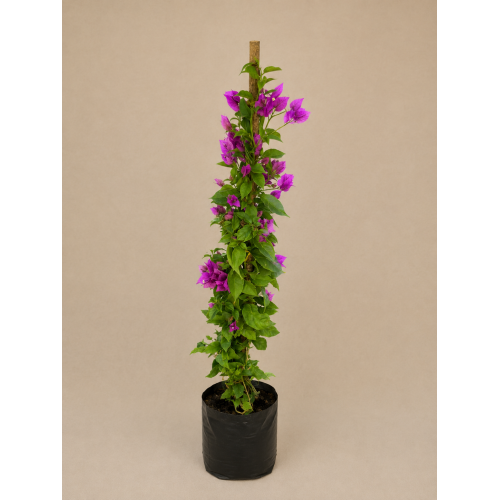Bougainvillea tutor