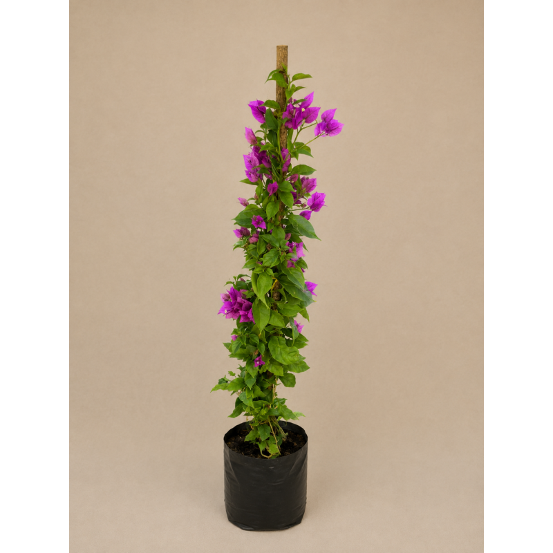 Bougainvillea tutor