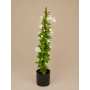 Bougainvillea tutor