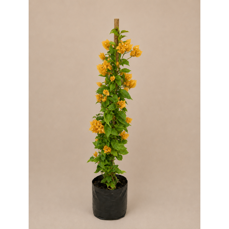 Bougainvillea tutor
