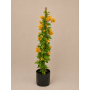 Bougainvillea tutor