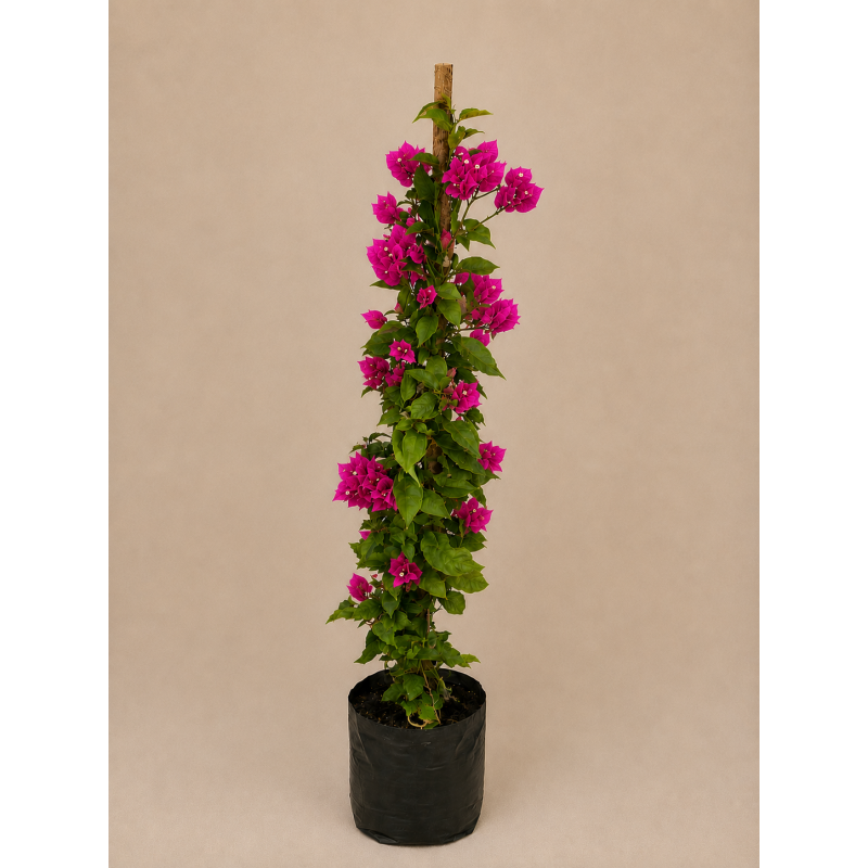 Bougainvillea tutor