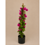 Bougainvillea tutor
