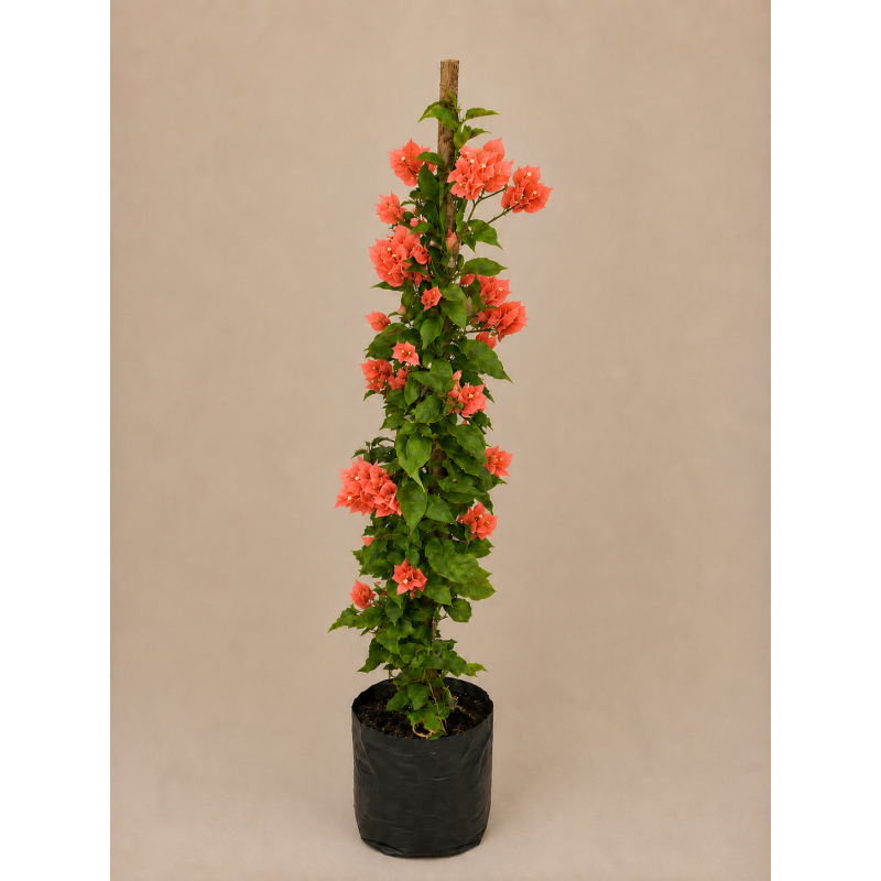 Bougainvillea tutor