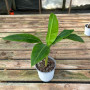 Musa Florida 