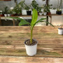Musa Florida " bananero tropical "